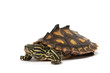 Yellow Blotched Map Turtle Yellow Blotched Map Turtle