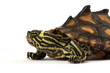 Yellow Blotched Map Turtle Yellow Blotched Map Turtle