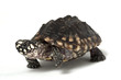 Indian Spotted Turtle Indian Spotted Turtle