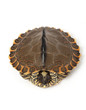 Pearl River Map Turtle Pearl River Map Turtle