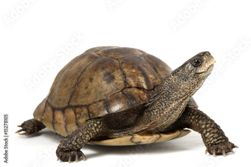 Foto: Coahuilan Box Turtle Coahuilan Box Turtle