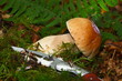 Steinpilz 3589