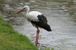Storch