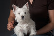 Westies 14