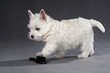 Westies 17