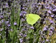 Papillon vert sur lavande