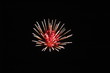 flower of light