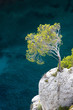 Foto: Aleppo pine, Calanques Aleppo pine, Calanques
