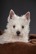 Westies 10