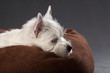 Westies 11