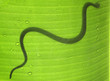 silhouette de couleuvre sur feuille de bananier