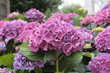 hortensia
