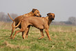 mâle rhodesian ridgeback essayant de saillir une femelle