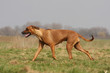 rhodesian ridgeback trottant de profil dans l'herbe