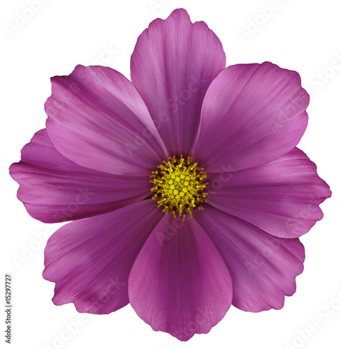 Foto: violette blüte violette blüte
