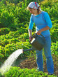 woman watering vegetable bed