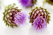 Vivid artichoke