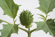 Stechapfel (Datura stramonium)