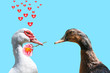 Déclaration d'amour entre deux canards.