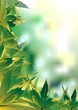 Summer Leaves