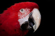 La mirada del loro