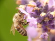 Foto: Biene Biene