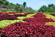 Parterre de fleurs au jardin botannique de Funchal