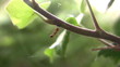 Ant tending lice with its antennae Ant tending lice with its antennae
