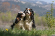 deux cavaliers king charles en train de s'embrasser - tendre