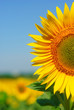 Sunny sunflower Sunny sunflower