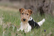 fox terrier à poil dur couché dans l'herbe de face