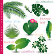 Tropical Leaves Colection Tropical Leaves Colection