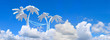 big panorama. landscape blue sky and palms