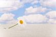 Foto: Blume Blume
