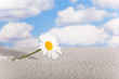 Foto: Blume im Sand Blume im Sand
