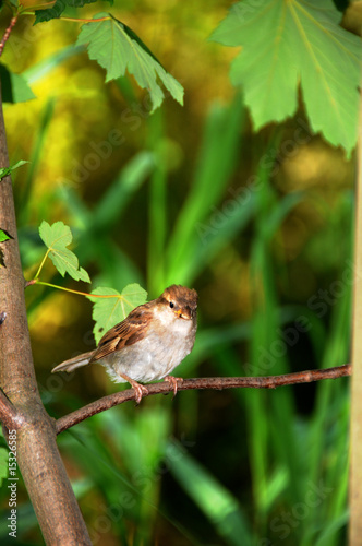 Photo: Spatz 4 Spatz 4
