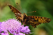 Papillon Aglae ou grand nacré