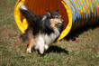 Agility Dog exiting tunnel
