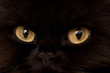 Photo: black cat black cat