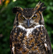 Great Horned Owl