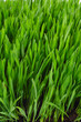 grass