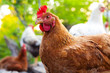 One hen in front of her group