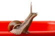 Big garden snail on red