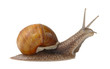 Big garden snail Big garden snail