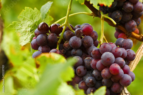 Foto: Blaue Weintrauben, Weinlese Blaue Weintrauben, Weinlese