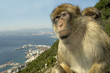 Monkeys at Gibraltar