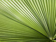 Round-Leaf Livistona palm close-up Round-Leaf Livistona palm close-up