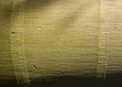 Royal Palm trunk close-up