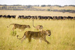 Lions Hunting