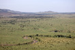Africa. Kenia. Masai Mara National Park.